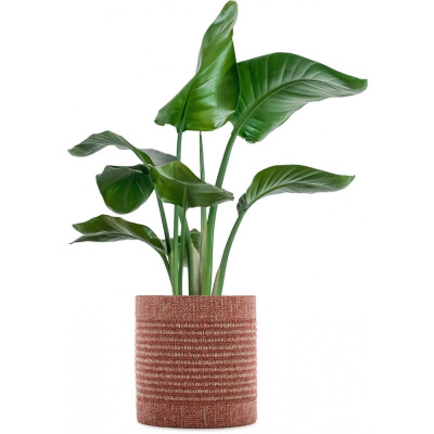 Kartell - Kleo Übertopf Kartell - Kleo Übertopf